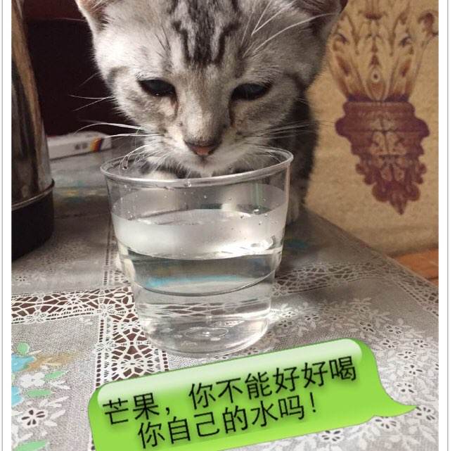 办理日本千岁科学技术大学文凭毕业证